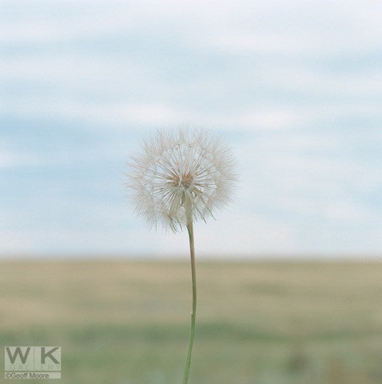 Dandelion