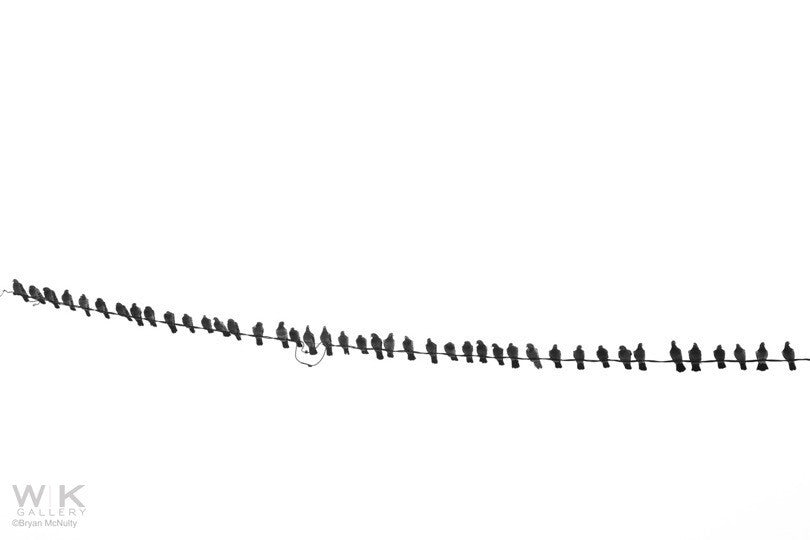 Pigeons. Long Beach Island