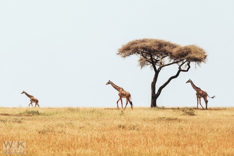 Africa no.3 by Callie Giovanna