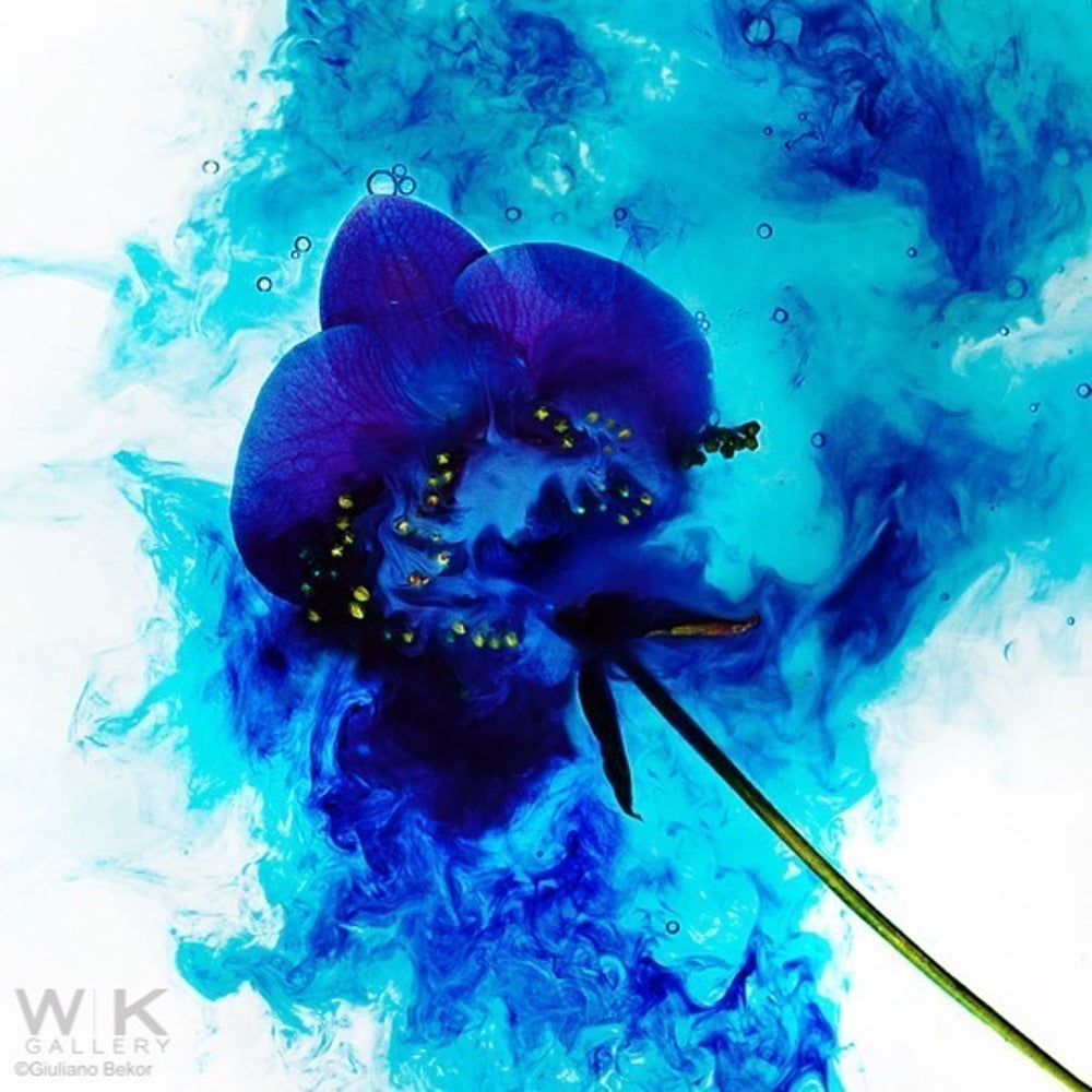 Echoes no.4.      Price on Request