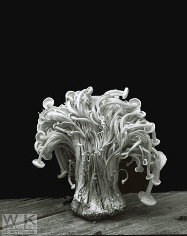 Foret De Champignons