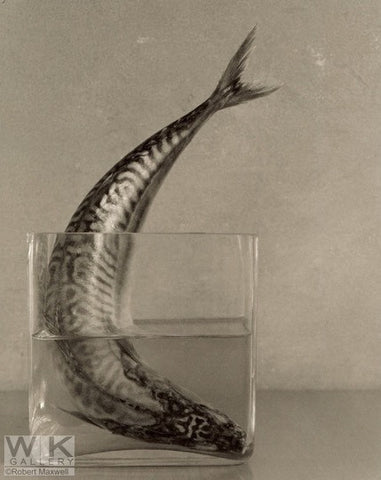 Fish in Vase